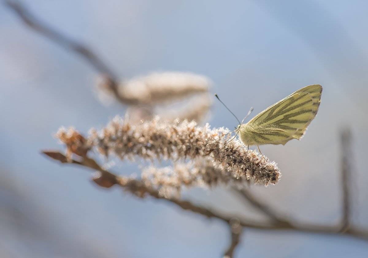 , Наиля Гарифуллина