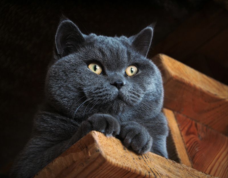 Кошачий буржуин фото превью