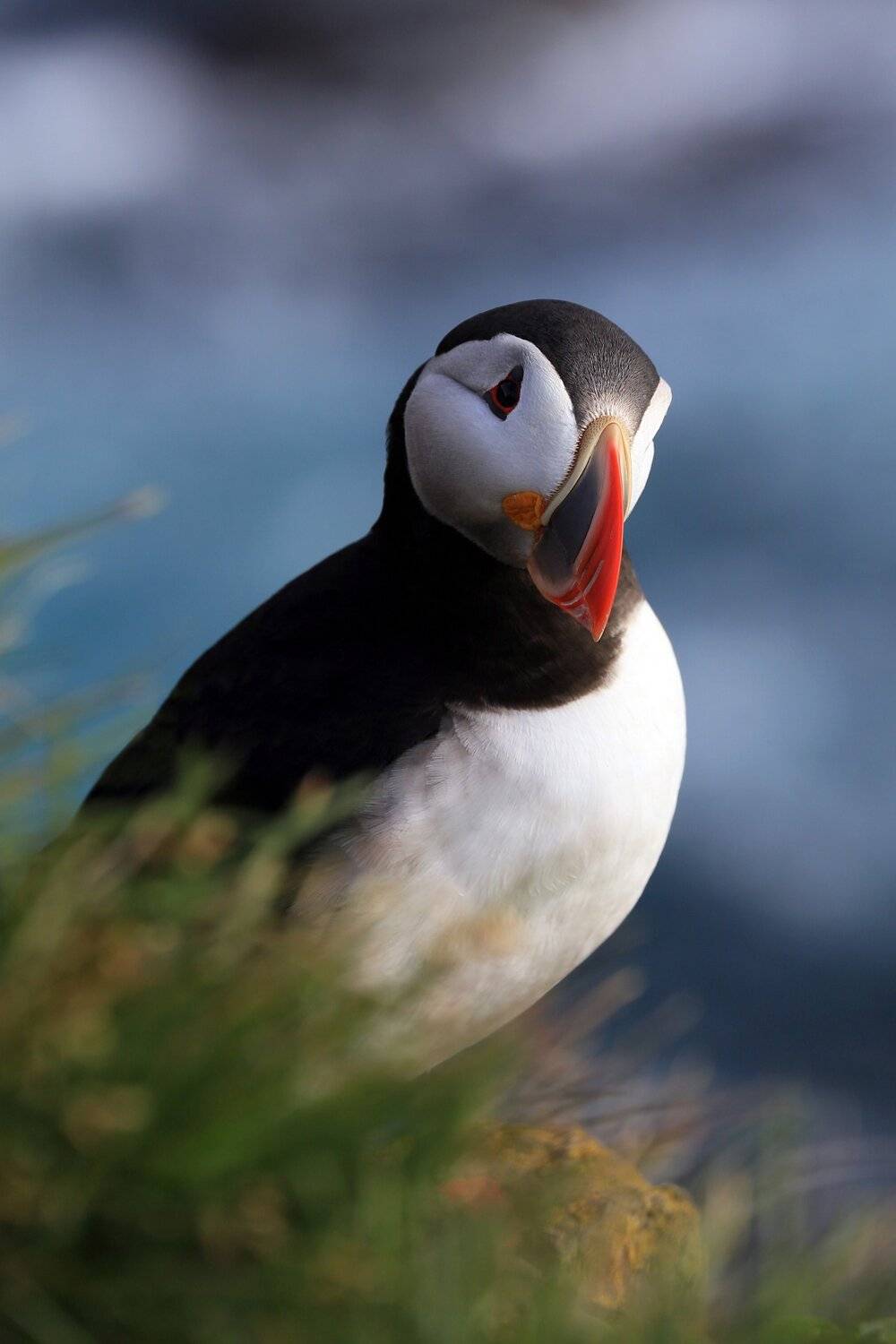 Тупик, Пафин, Птица, puffin, bird, Конарев Михаил