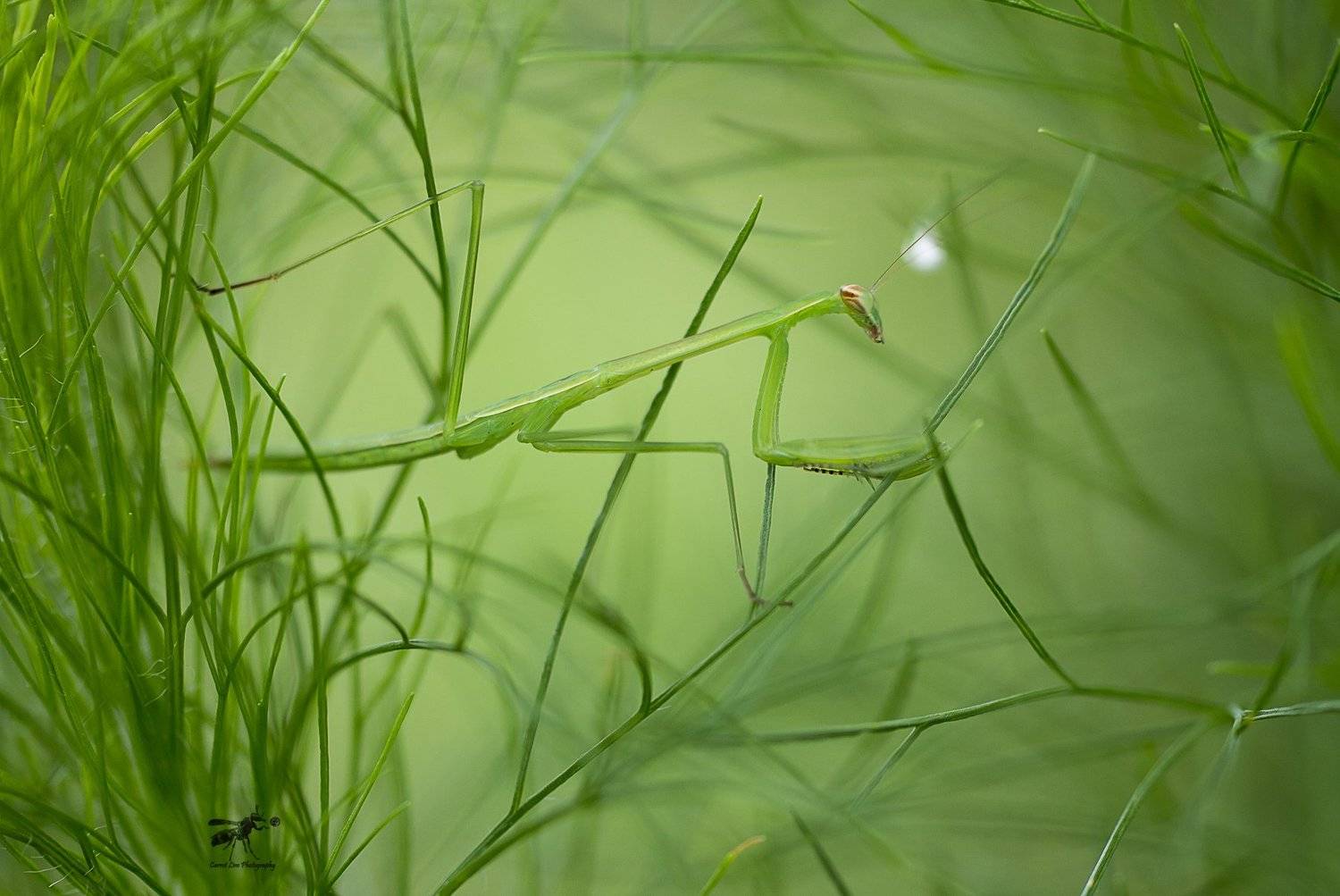 #macro#naturelight#colors#mantis, Choo How Lim