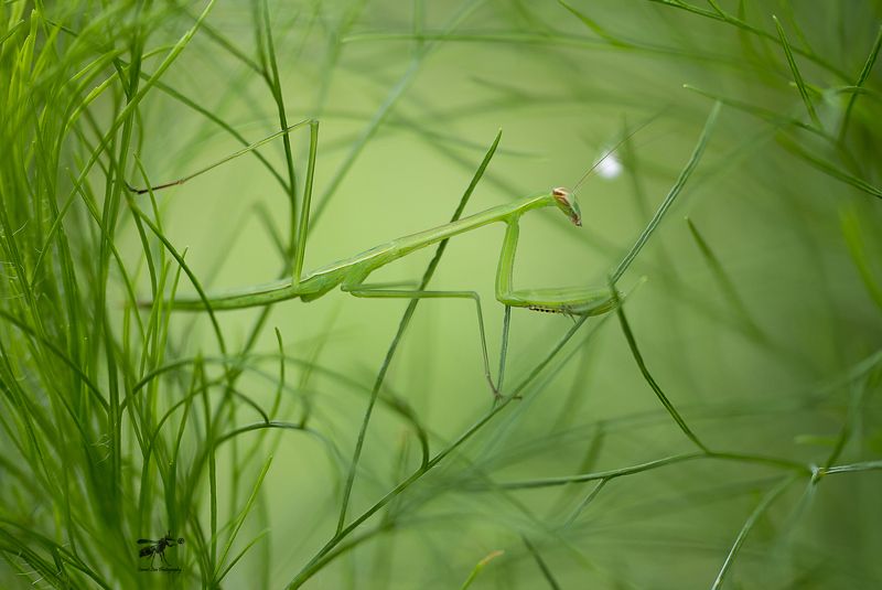 #macro#naturelight#colors#mantis Mantis 180605A фото превью