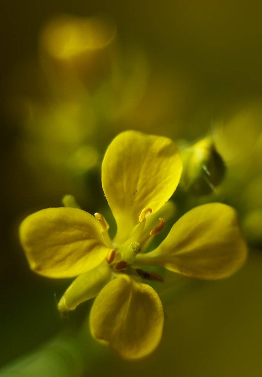 , Николай Андреев