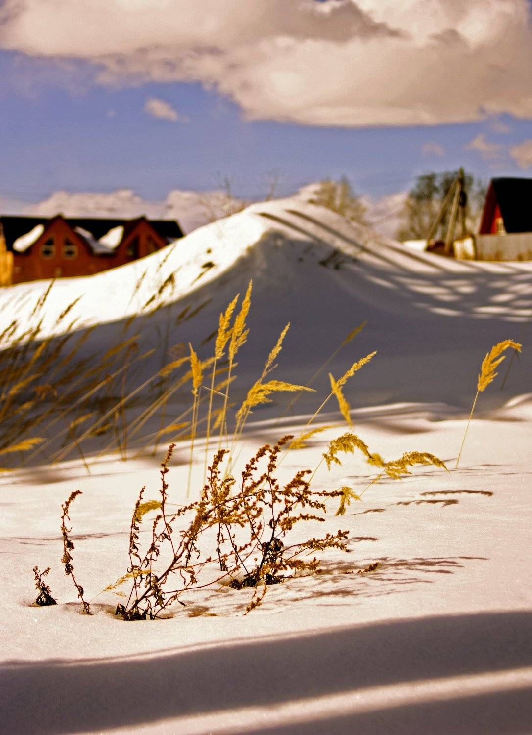 , анна шацкая