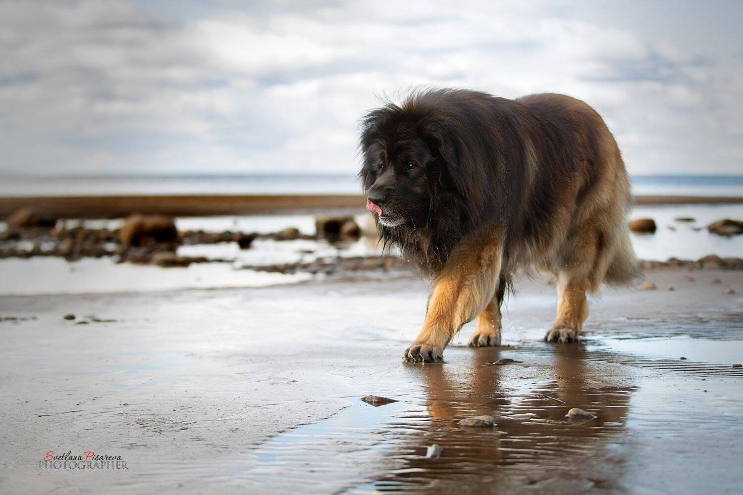 , Светлана Писарева
