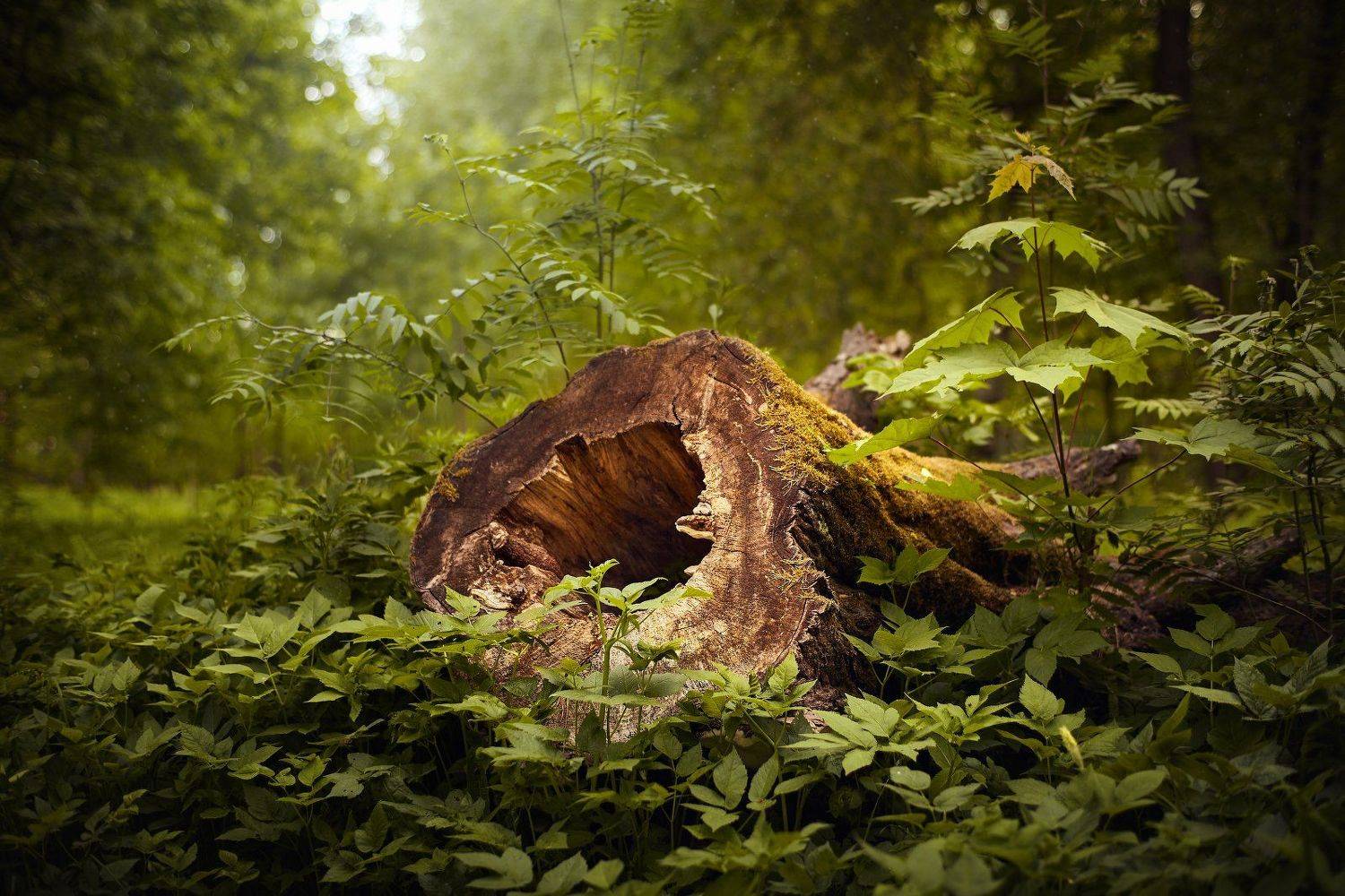 лес, природа, лето, пушкин, KrubeK