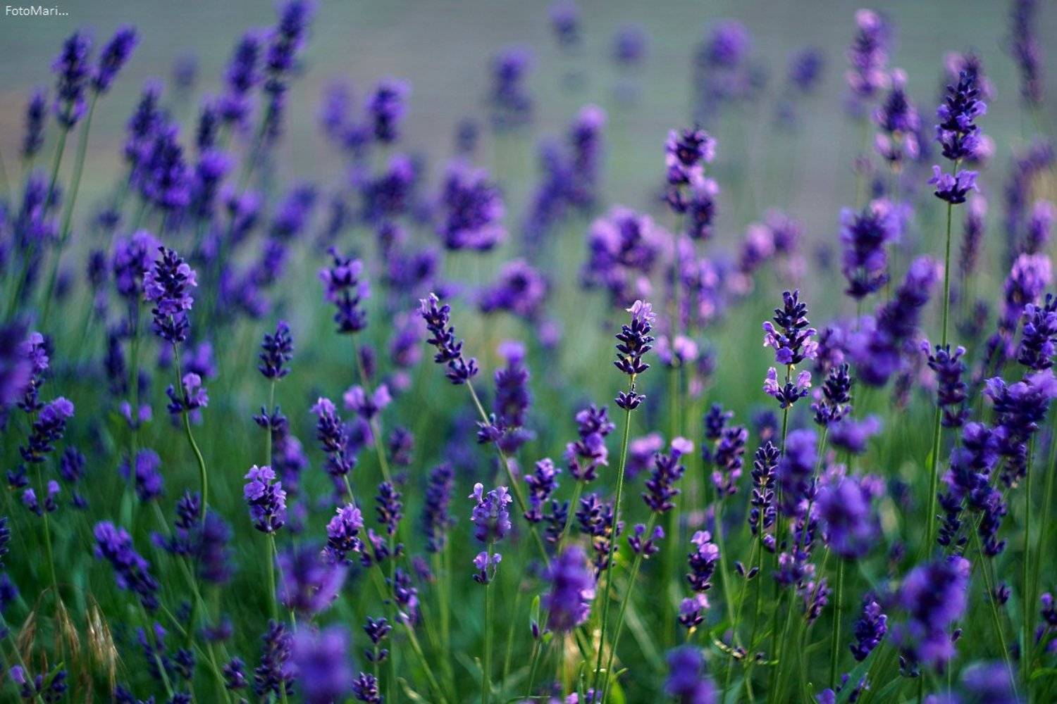 , Марина Соколова