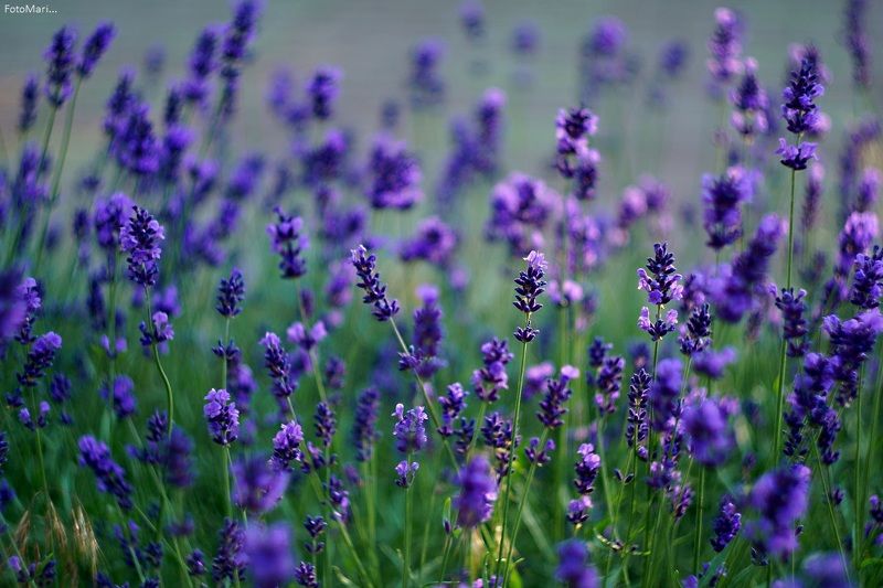 Лаванда... фото превью