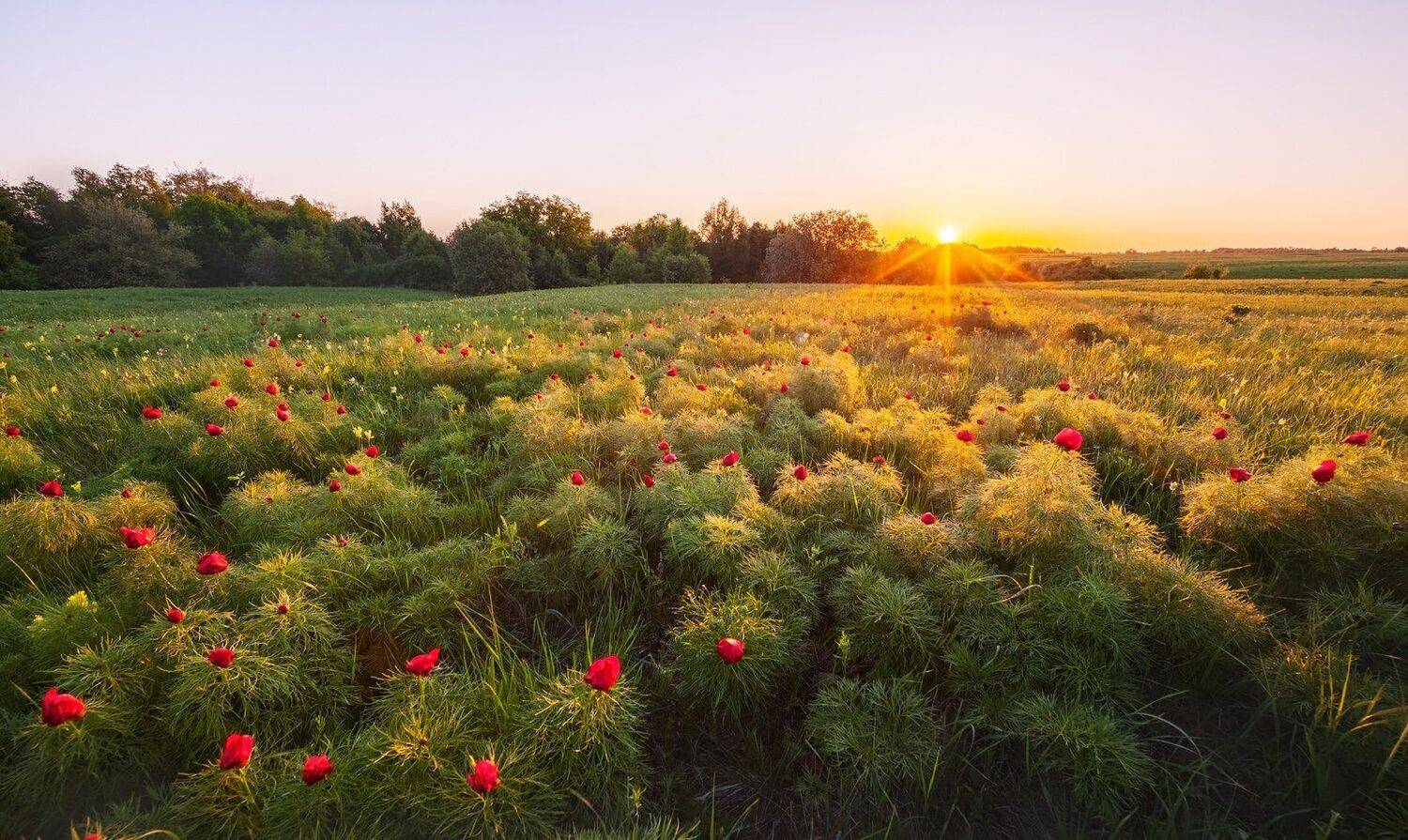 стрелецкая степь, центрально-черноземный заповедник, пионы, цветы, восход, рассвет, фотопроект, Арсений Кашкаров