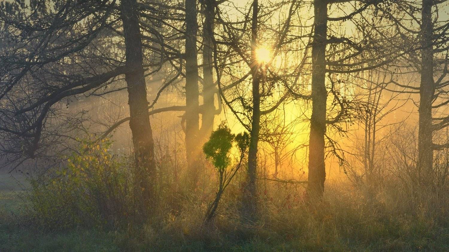 осень рассвет, Александр Жарников