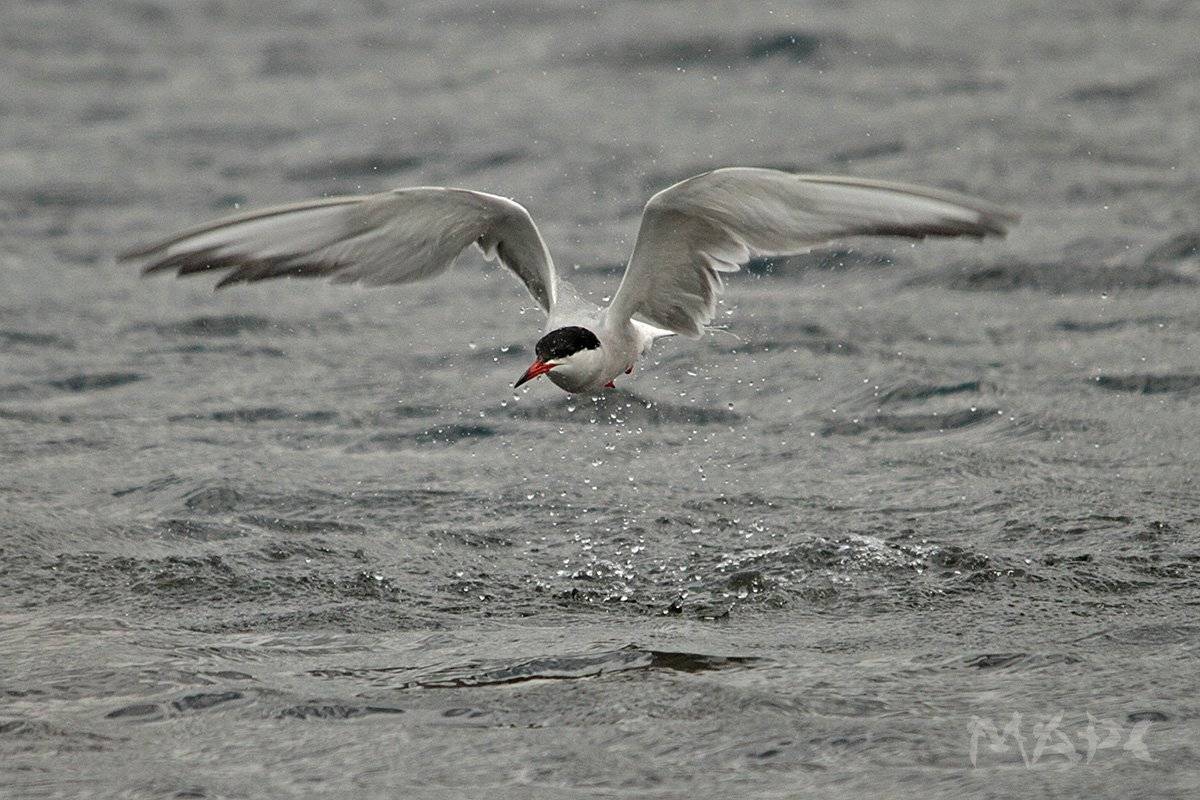 животные птицы птица крачка чайка, Шангареев Марс