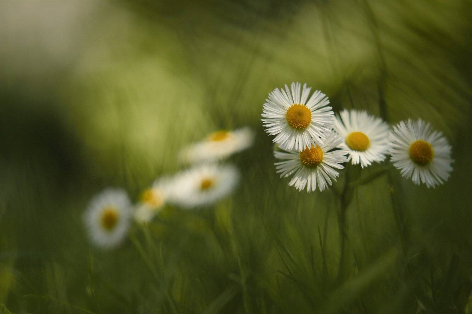 , Эдуард Колобошников