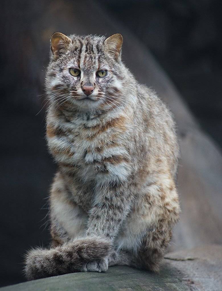 , Алексей Родак