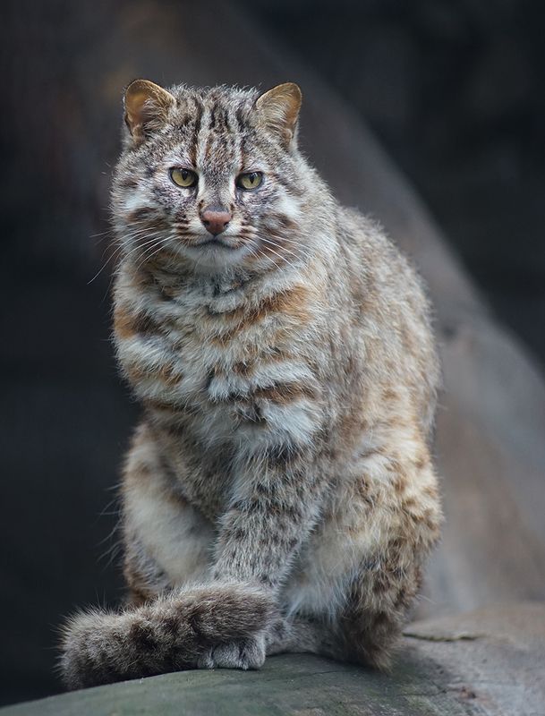 Дальневосточный кот фото превью