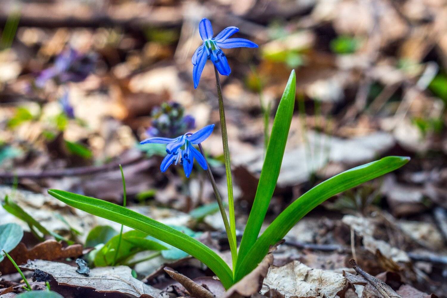 , Руслан Востриков