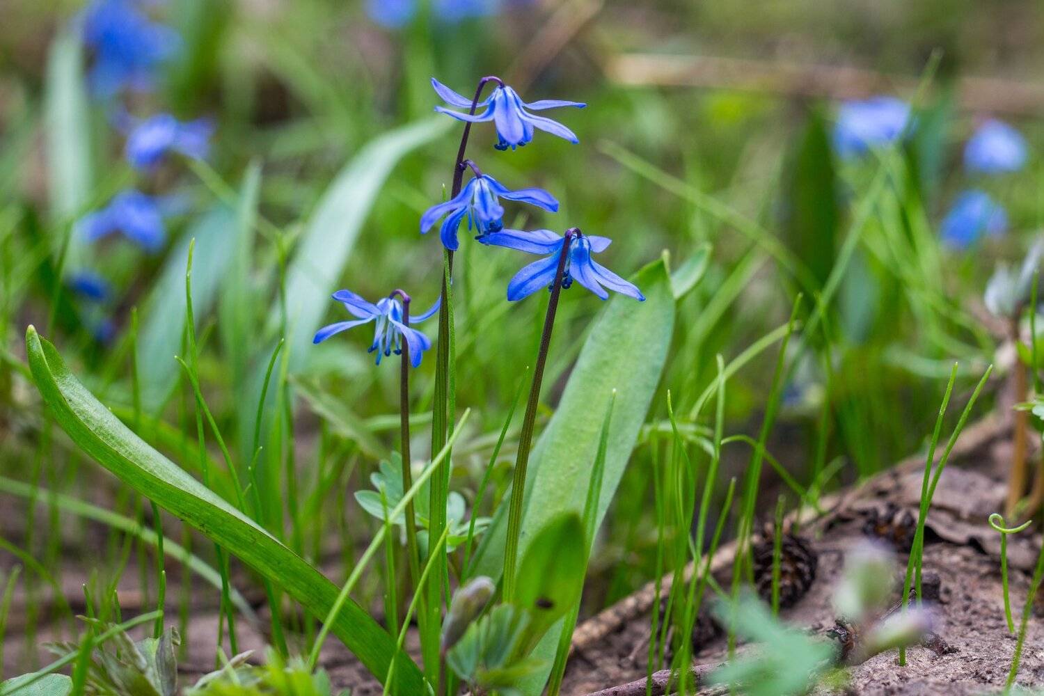 , Руслан Востриков