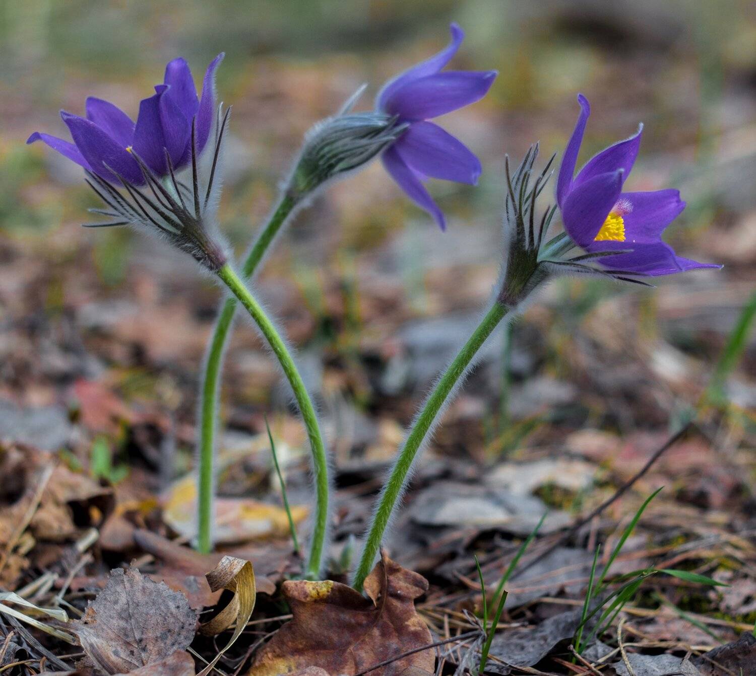 , Руслан Востриков