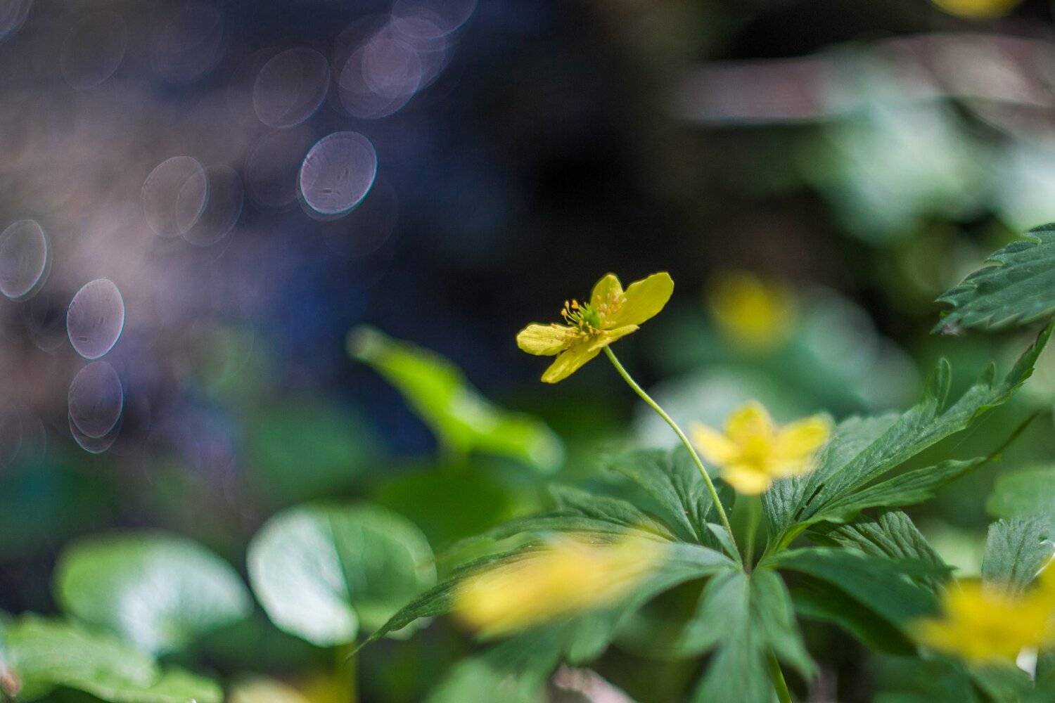 , Руслан Востриков