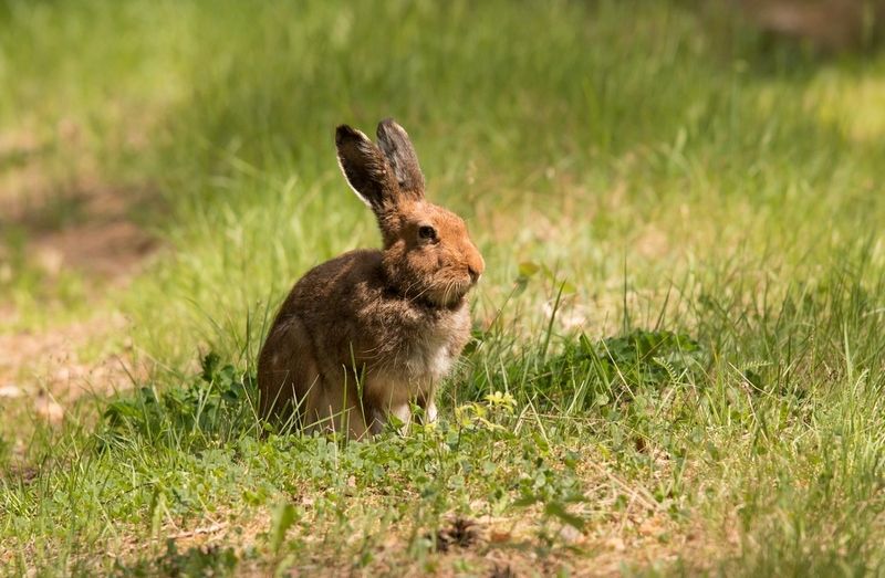 заяц, дикие животные, Лес, поляна, заяц. фото превью