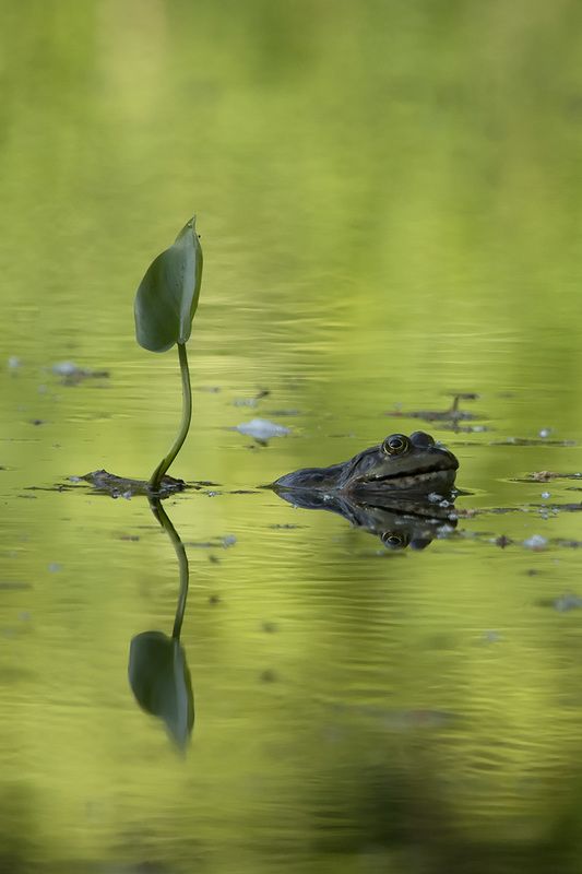 Потерянный принц фото превью