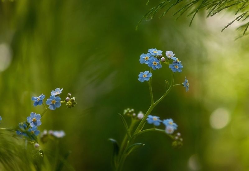 макро,лес,природа,цветы,седмичник,незабудки лесные зарисовки фото превью