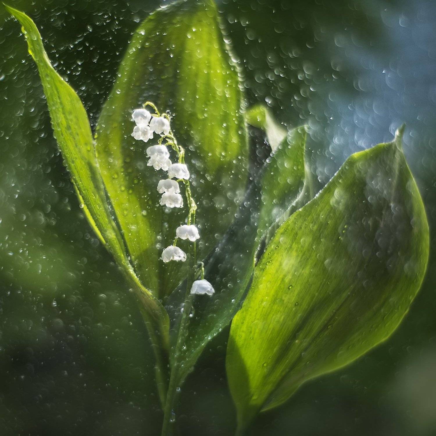 , Владислав Храмцов