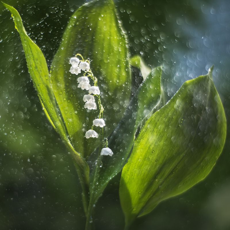 Майский ландыш. фото превью