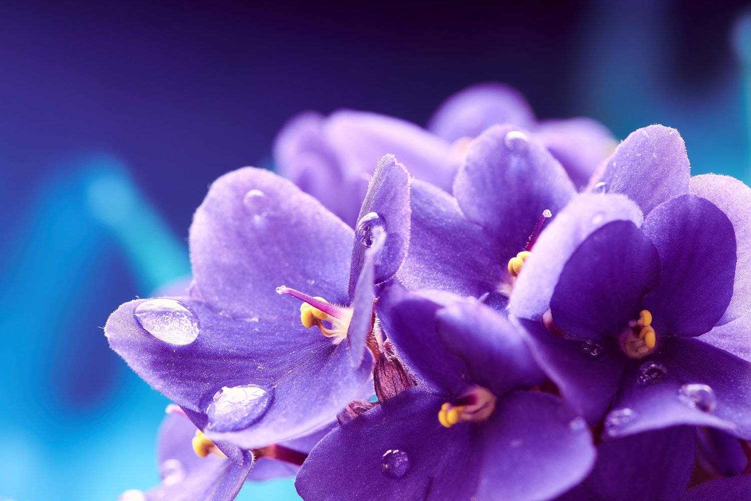 макро, обои, фиалка, фиалки, капля, капли, красиво, Татьяна Сидюкова