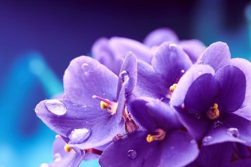 Фиалки с моего подоконника