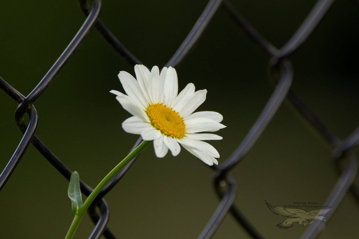 flower, fence, MARIA KULA
