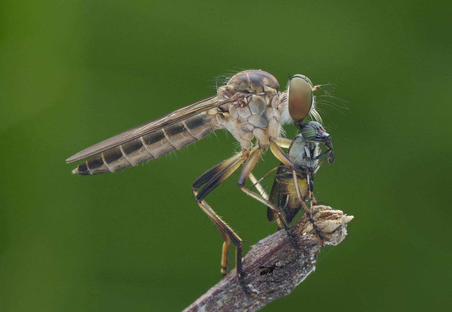#macro#robberfly#colors#prey, Choo How Lim