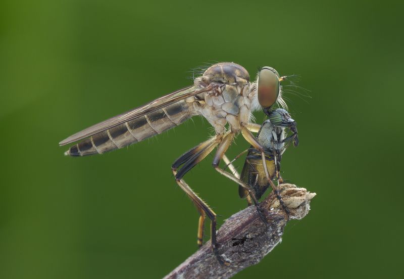 #macro#robberfly#colors#prey Robber Fly With Prey 160606A фото превью