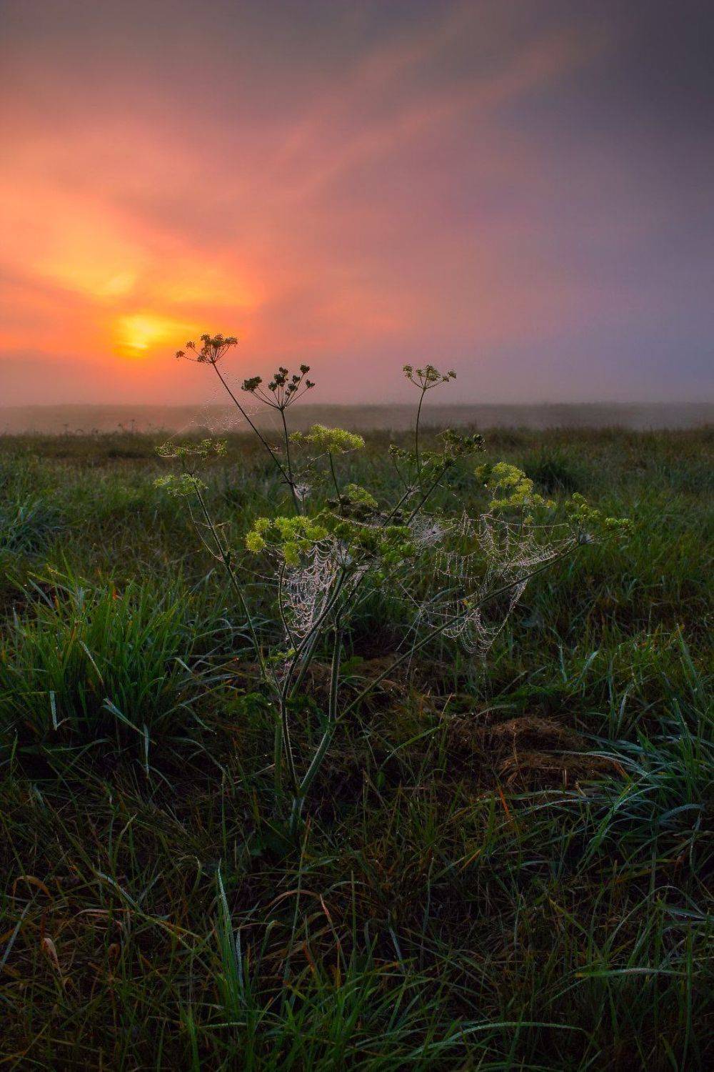 рассвет, паутина, осень,, Сергей Шабуневич