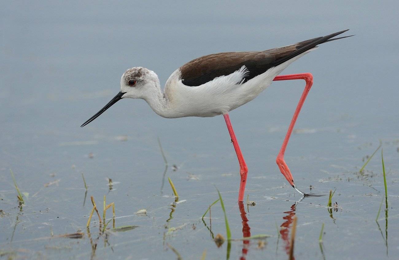 кулик,ходулочник,самка,болото, Иван