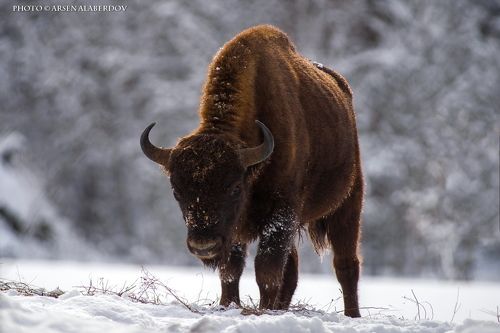 ВЛАСТЕЛИН ГОРНОГО ЛЕСА