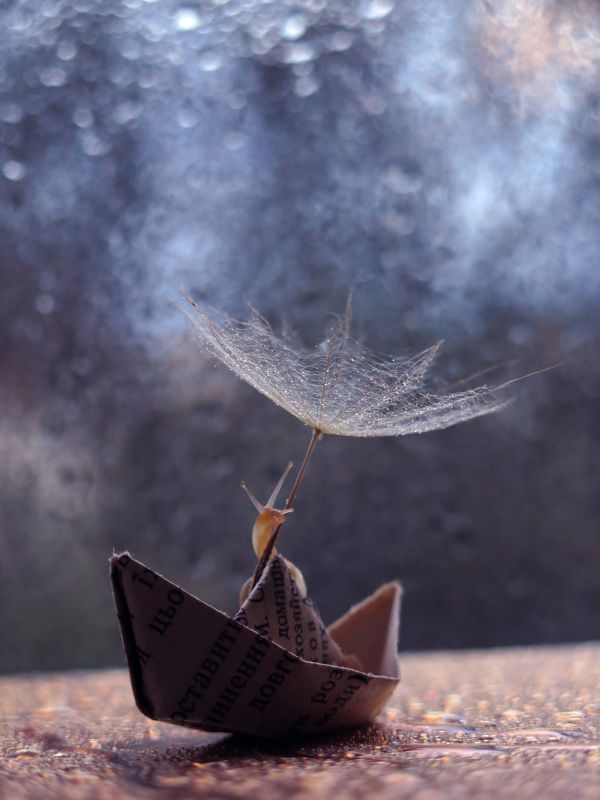 Путешествие улитки фото превью