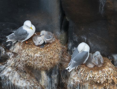 Kittiwakes. Isle of May. Scotland