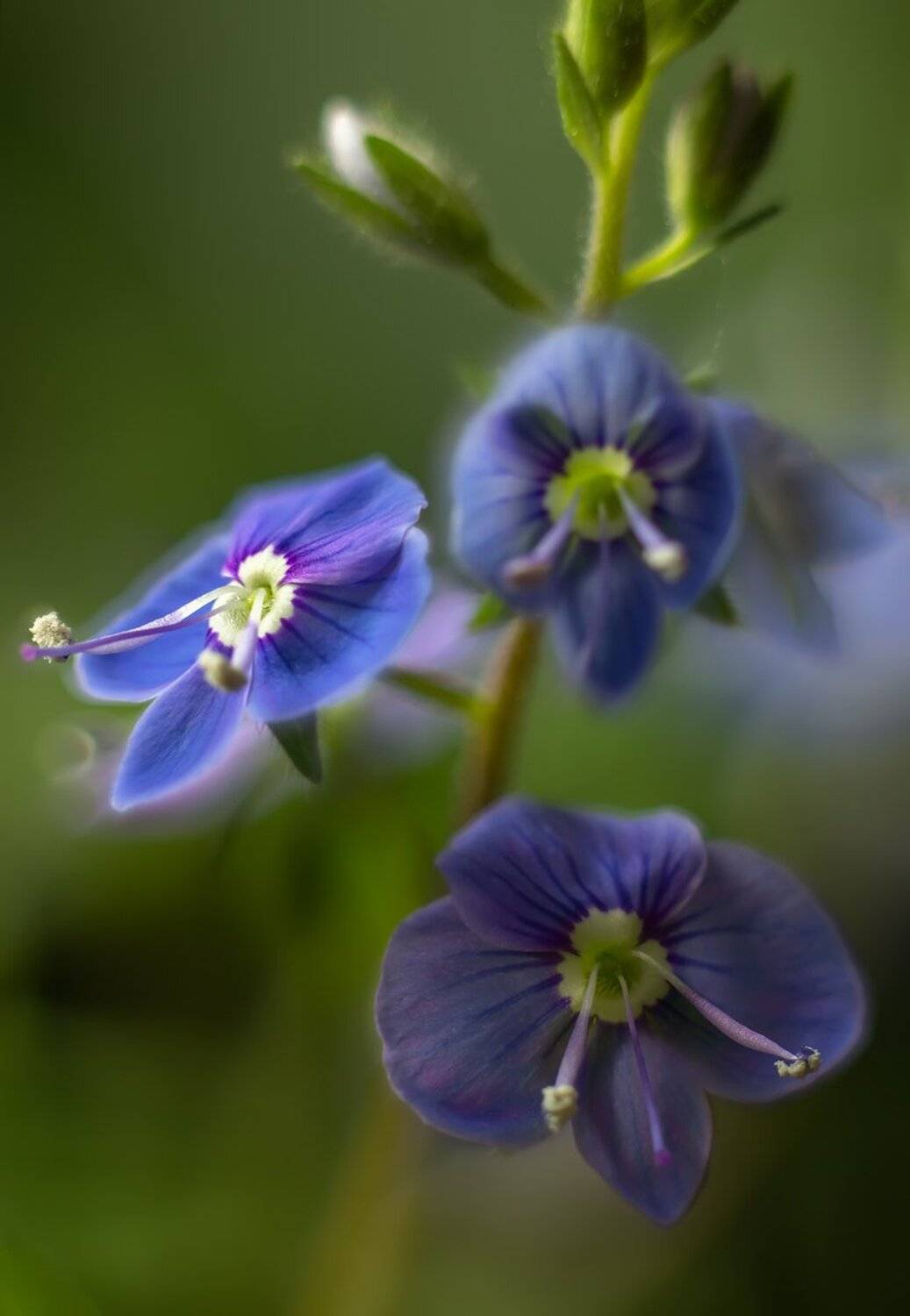 , Николай Андреев