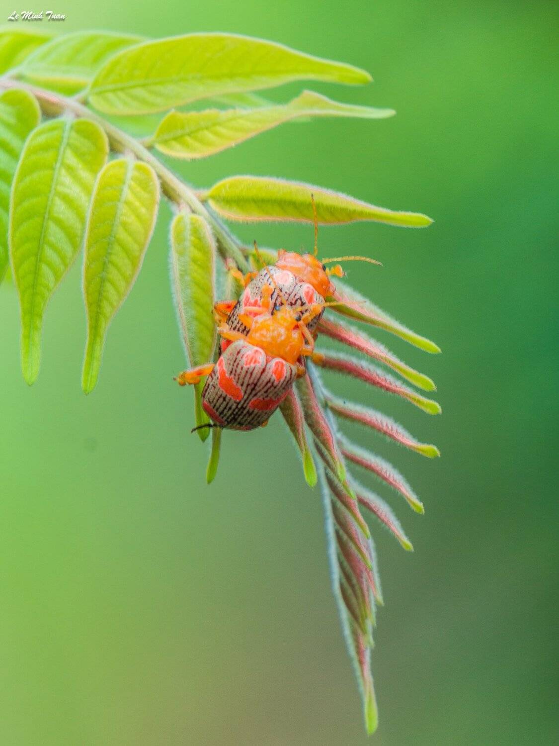 Insect, L&ecirc; Minh Tuấn