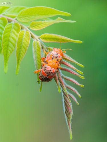 Beetle