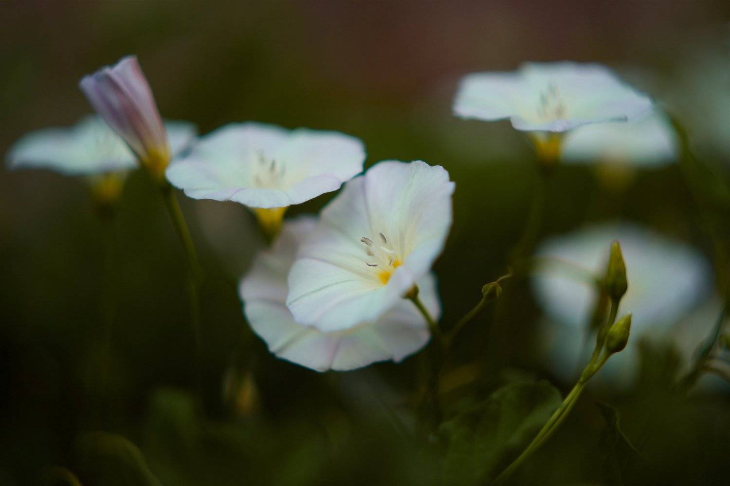 , Эдуард Колобошников