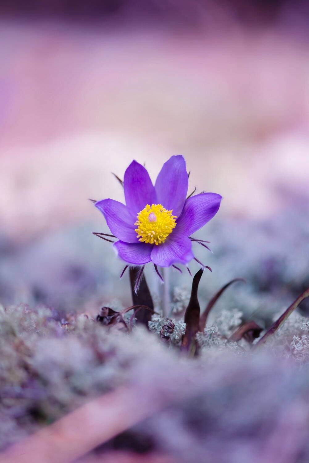 , Анастасия Добровольская