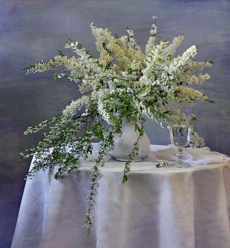 Белая спирея 2