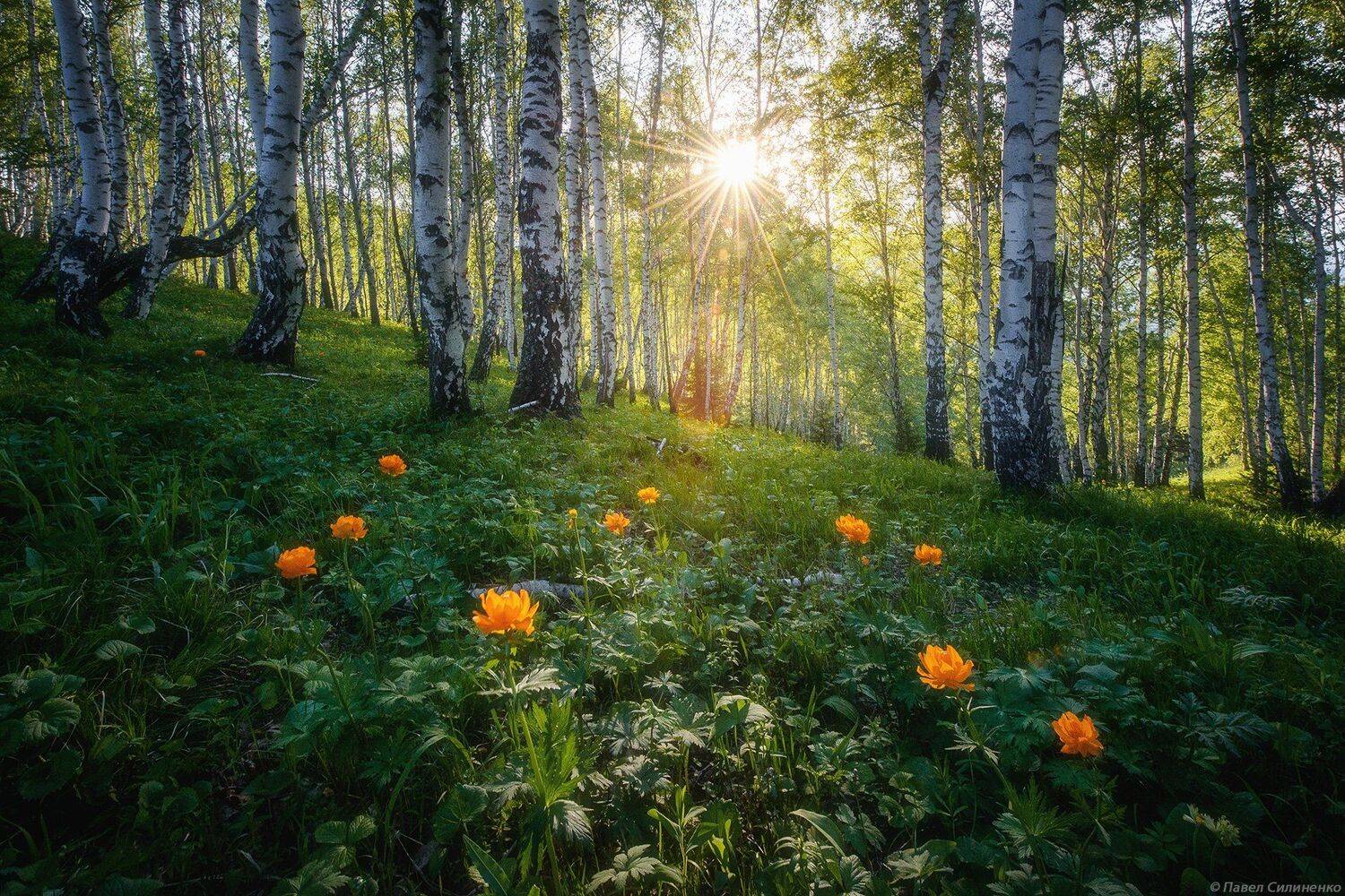 алтай, белокуриха, пейзаж, закат, лес, цветы, огоньки, жарки, солнце, лучи, свет, Павел Силиненко
