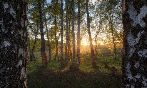 / Утро в подмосковье /