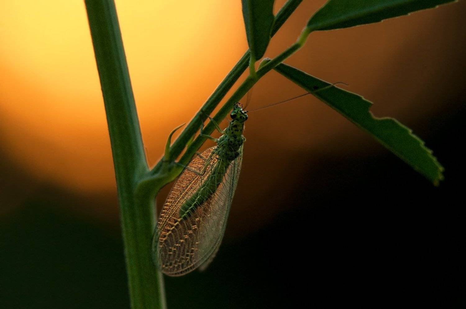 , Олег Тыркин