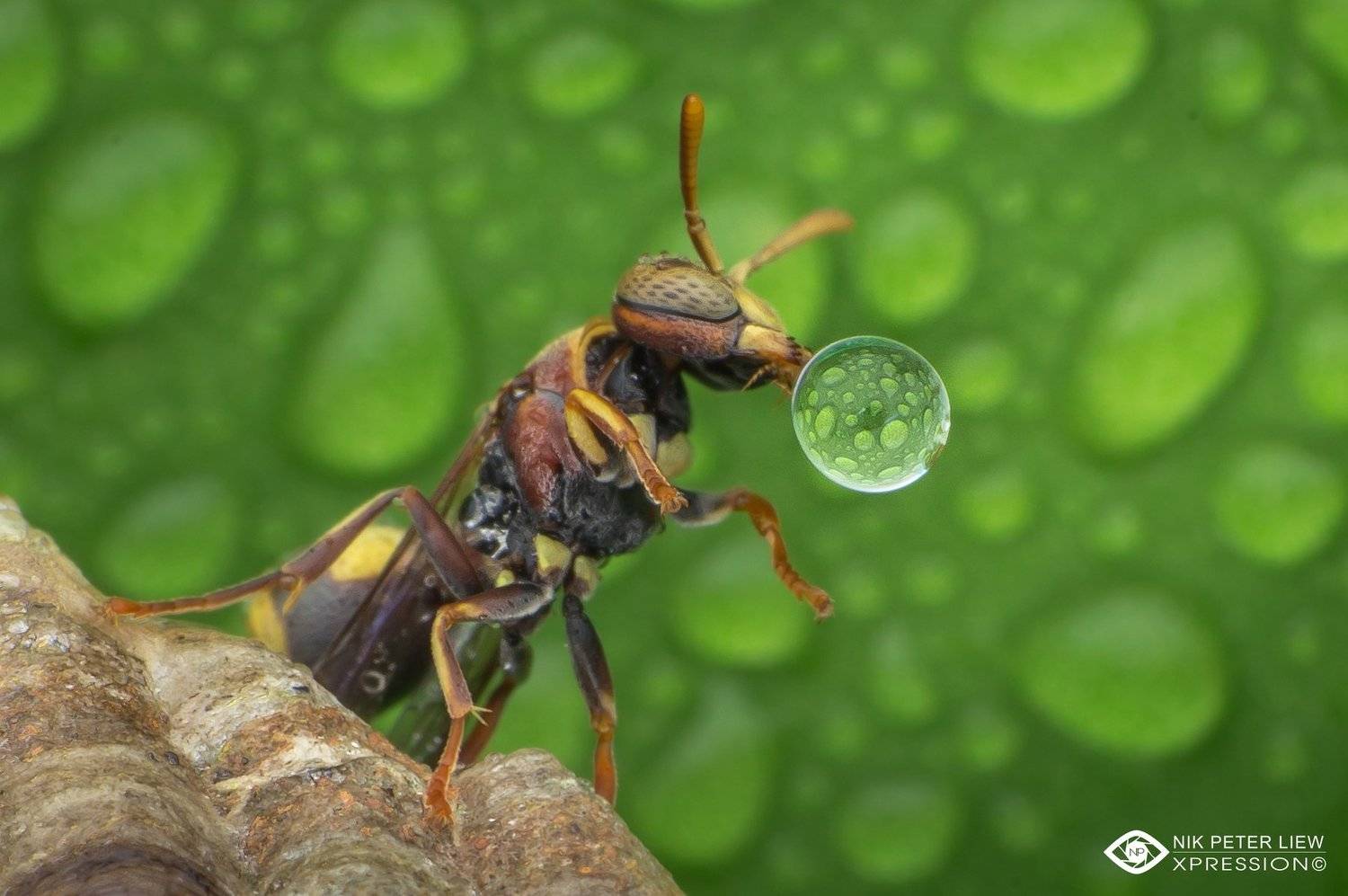 #macro, #wasp, #water, bubble, #nature, #npl, Nik Peter Liew