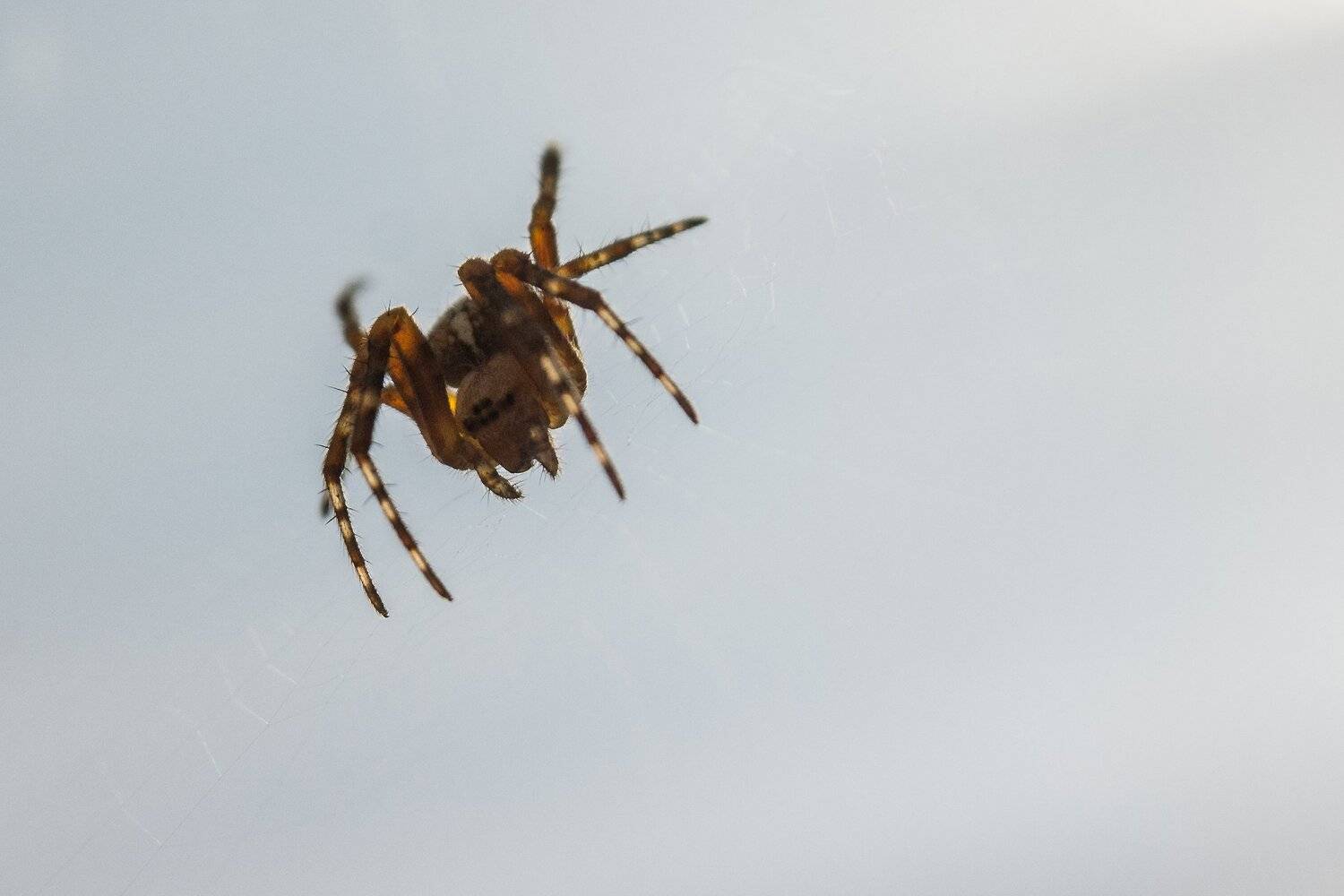 The spider. Автор: Сергей Ослопов , Сергей Ослопов