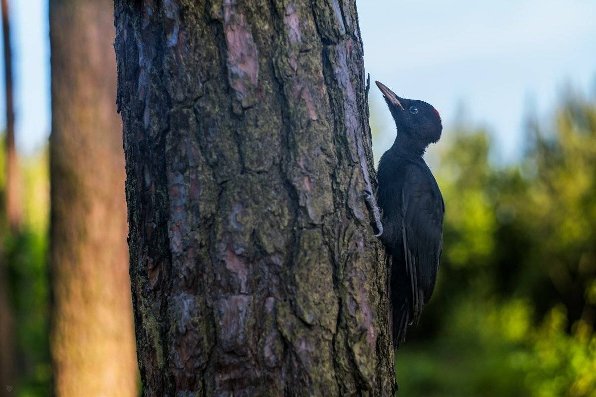 woodpecker, wildlife, bird, forest, Wojciech Grzanka