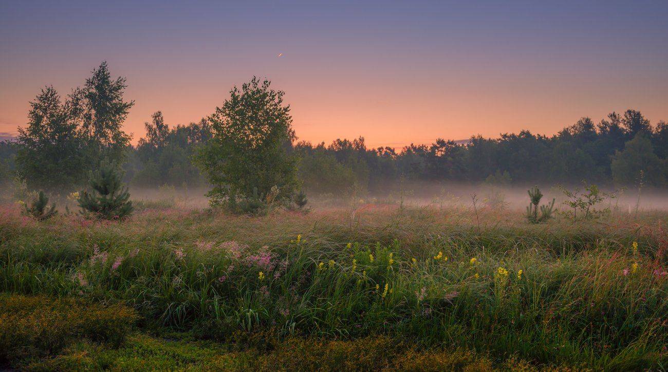 луг, лето, рассвет, туман, сырость, сумерки, Галанзовская Оксана