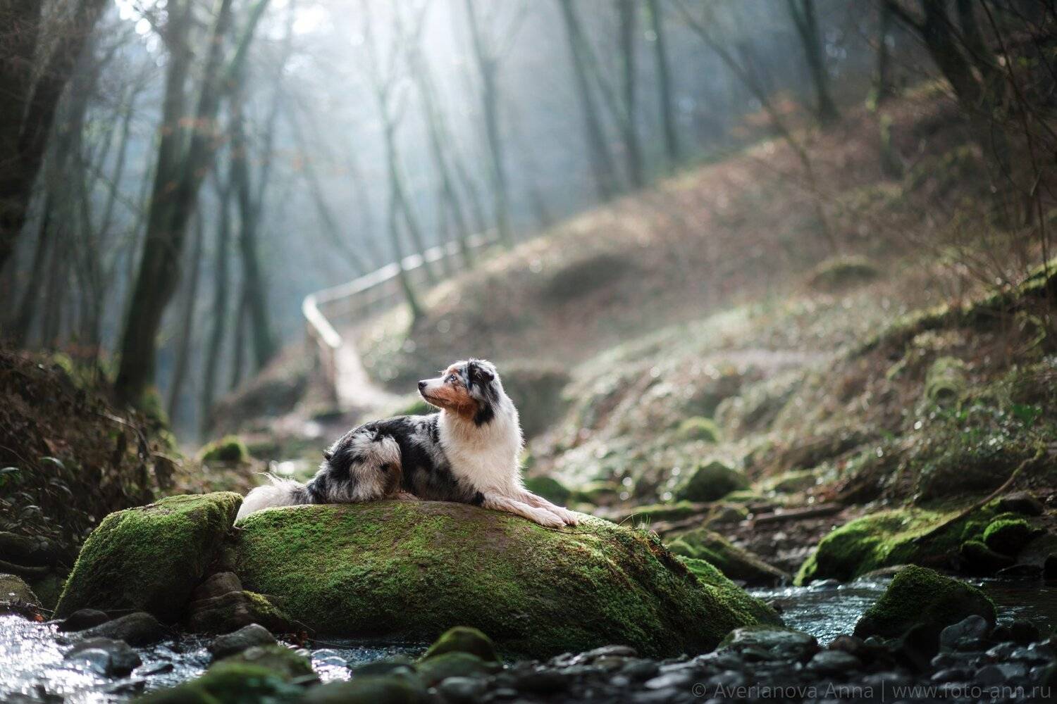 собака, природа, лес, Анна Аверьянова